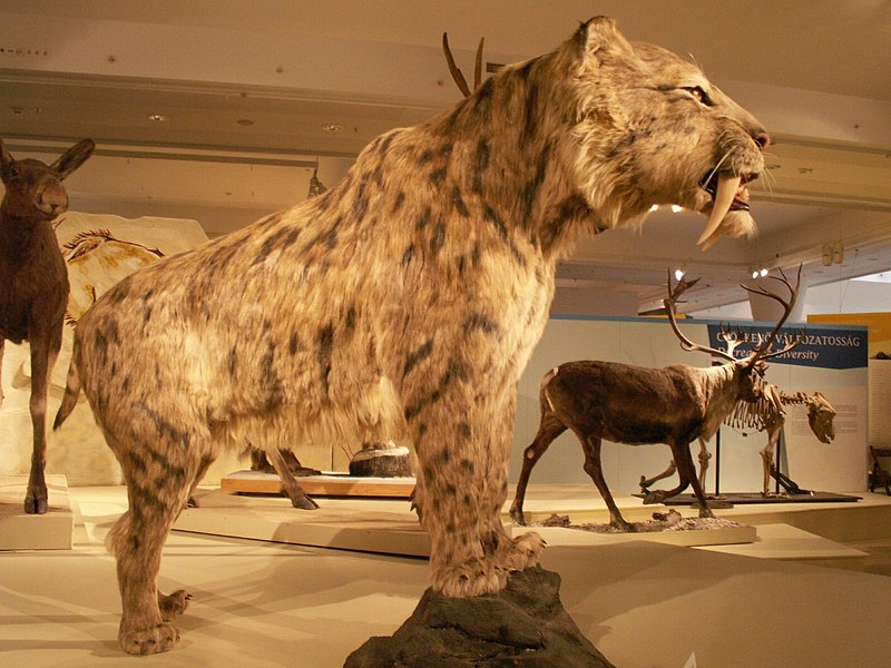 File:Smilodon Populator1.JPG