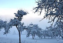 Snow accumulation on ground and in tree branches in Germany Snow packed trees.jpg