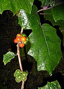 Solanaceae- Solanum quitoense (lulillo, naranjilla).jpg