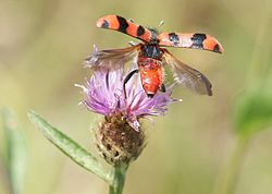 Soldier Beetle Trichodes alvearius taking off from a Knapweed flower, showing its bright warning coloration Soldier Beetle Trichodes alvearius taking off from Knapweed.jpg