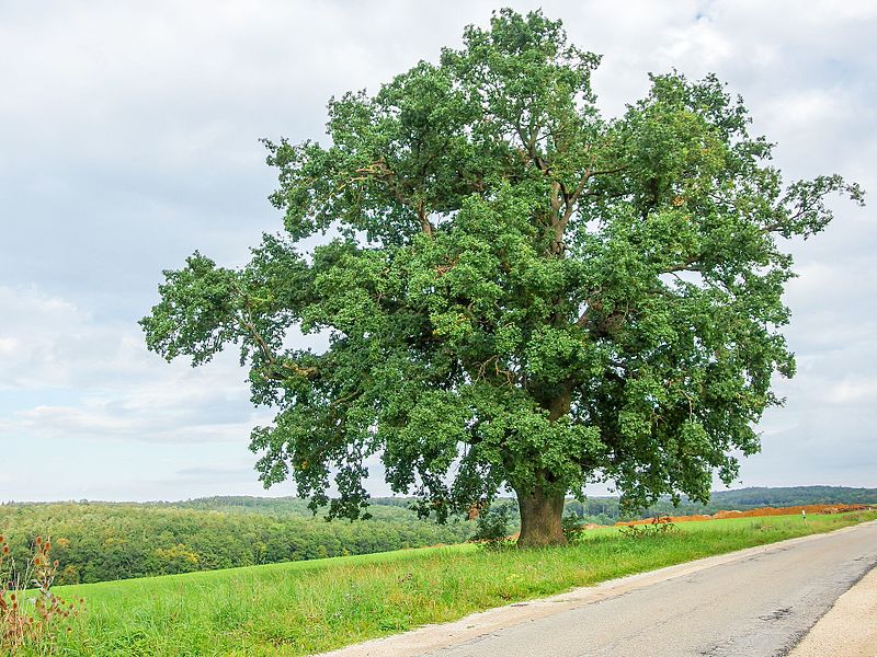 File:Solitäreiche Marbach ND Sommer 2014 v N.jpg