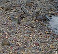 Thumbnail for File:Sooty oystercatcher, Cannonvale Beach Foreshores Reserve, Cannonvale IMGP0212.jpg