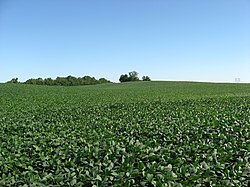 Soybean fields at Applethorpe Farm.jpg