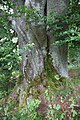 Čeština: Buk lesní (Fagus sylvatica L.), památný strom dle AOPK č. 102700 v k. ú. Spálenec, obec Zbytiny, okres Prachatice, Jihočeský kraj. English: Famous European beech (Fagus sylvatica L.) no. 102700 in Spálenec, Zbytiny, Prachatice District, South Bohemian Region, Czechia.