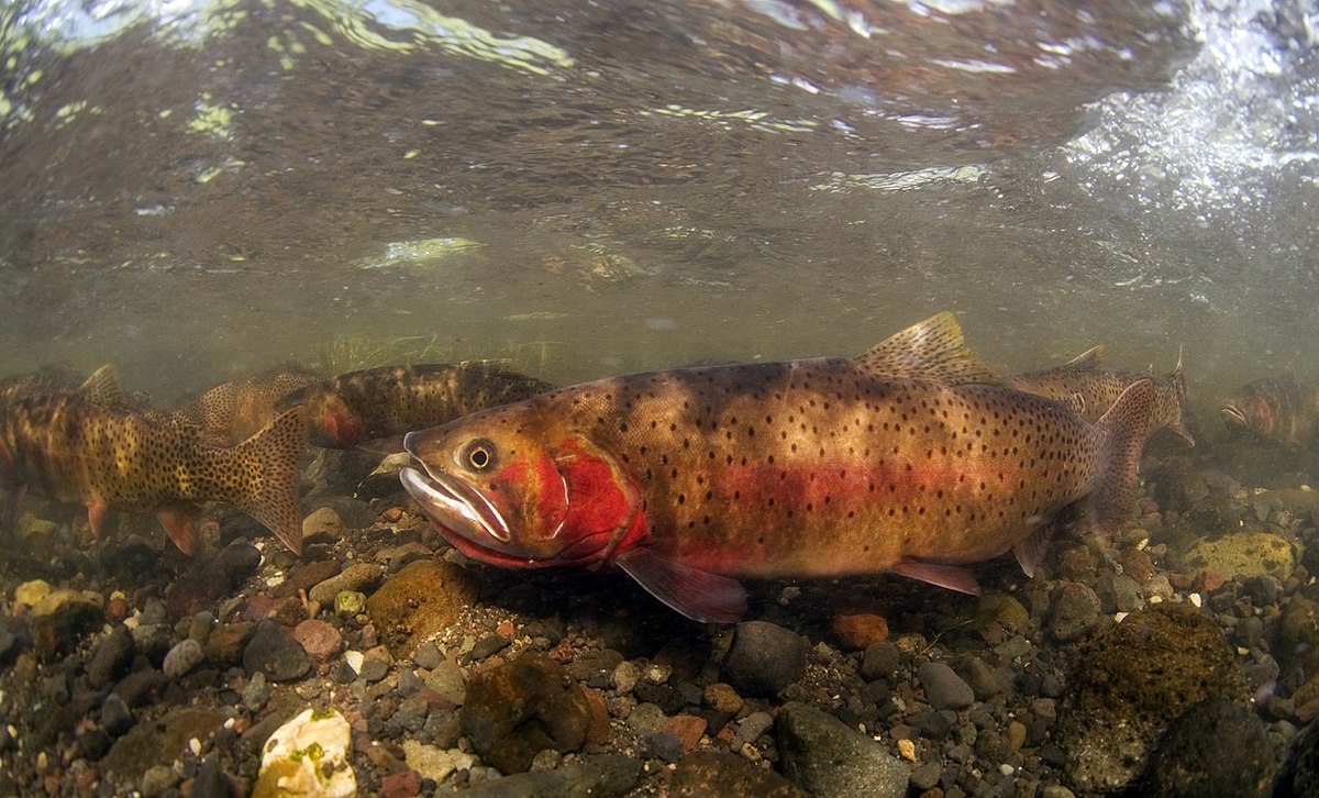 Yellowstone cutthroat trout - Wikipedia