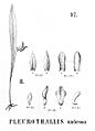 Specklinia uniflora (as syn. Pleurothallis umbrosa) plate 97 fig. II in: Alfred Cogniaux: Flora Brasiliensis vol. 3 pt. 4 (1893-1896) (Detail)