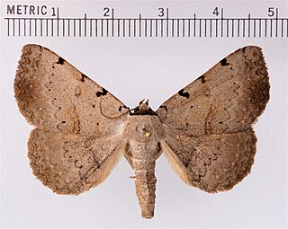 Catocalini Tribe of moths