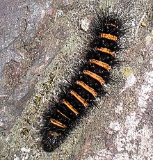 Spilosoma congrua.jpg