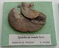 en:Spitidiscus rotula Sowerby, Lower en:Hauterivian, South of Omurtag at the en:Sofia University "St. Kliment Ohridski" Museum of Paleontology and Historical Geology