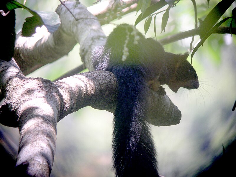 File:Sri Lankan Giant Squirrel - Flickr - gailhampshire.jpg