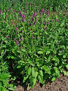 Harilik tõnnike Betonica officinalis