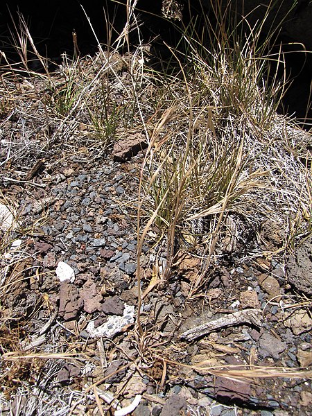 File:Starr-090628-1931-Bromus diandrus-seeding habit-Science City-Maui (24849620402).jpg