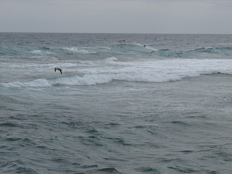 File:Starr-150331-1073-Tournefortia argentea-Laysan Albatrosses and waves-Bulky Dump Sand Island-Midway Atoll (25153636192).jpg