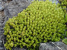 Starr 011114-0074 Coprosma ernodeoides.jpg