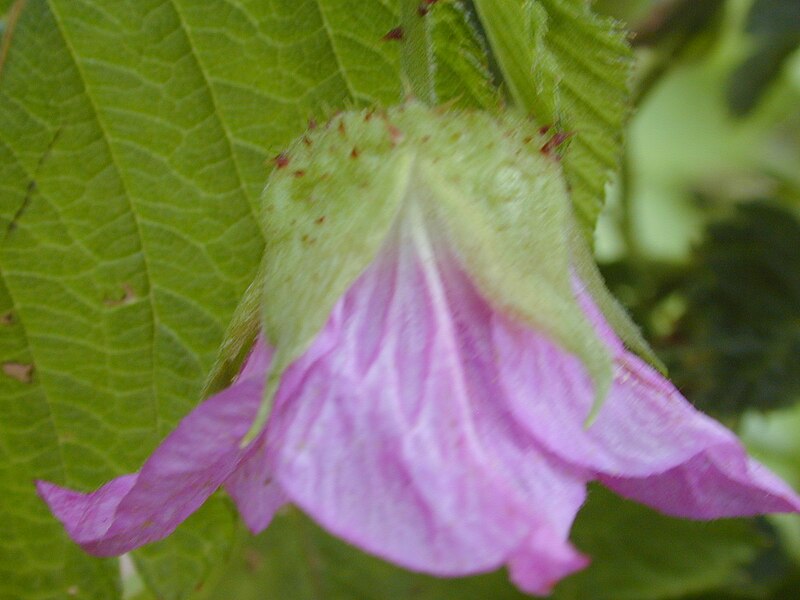 File:Starr 030419-0038 Rubus hawaiensis.jpg