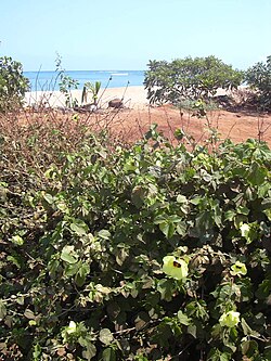 Stær 030525-0015 Hibiscus ovalifolius.jpg