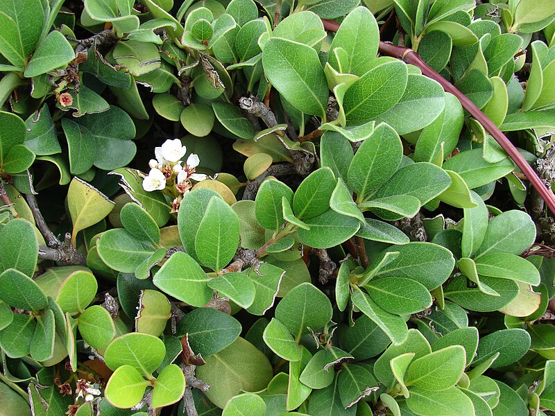 File:Starr 061017-1204 Rhaphiolepis umbellata.jpg