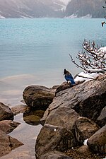 Thumbnail for File:Steller's Jay, Lake Louise, Alberta.jpg