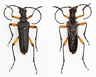 <i>Stenocorus schaumii</i> Species of beetle