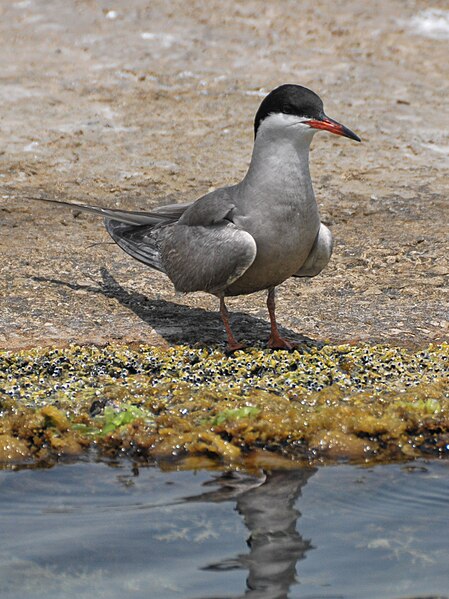 File:Sterna repressa, Bahrain 4.jpg