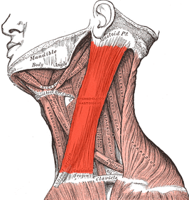 Musculus sternocleidomastoideus