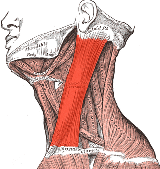 <span class="mw-page-title-main">Sternocleidomastoid muscle</span>