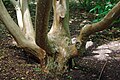 Stewartia sinensis trunk.jpg