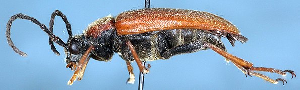 Stictoleptura rubra-fs.jpg