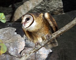 Sulawesi owl about to take off Q0S0080 - Flickr - Lip Kee.jpg