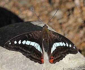 Sumalia Daraxa Open wing.jpg