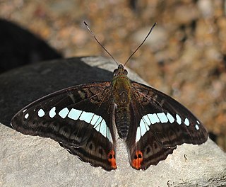 <i>Sumalia daraxa</i> Species of butterfly