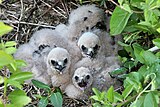 Chicks in the nest, Waikato, New Zealand