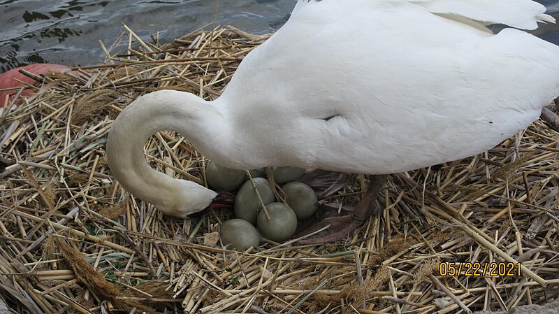 File:Swan Eggs 4.jpg
