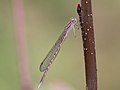 Sympecma paedisca (Brauer, 1877)