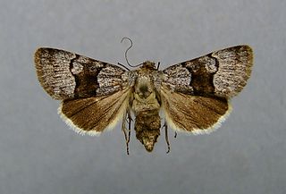 <i>Sympistis</i> Genus of moths