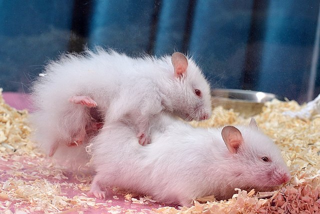 Syrian Hamster Lifespan: What You Need to Know About Their Age