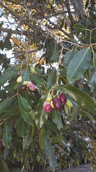 File:Syzygium guineense 71895621.jpg