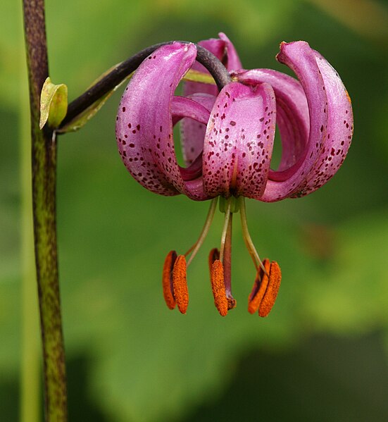 File:Türkenbund Lilie, Lilium martagon crop.JPG