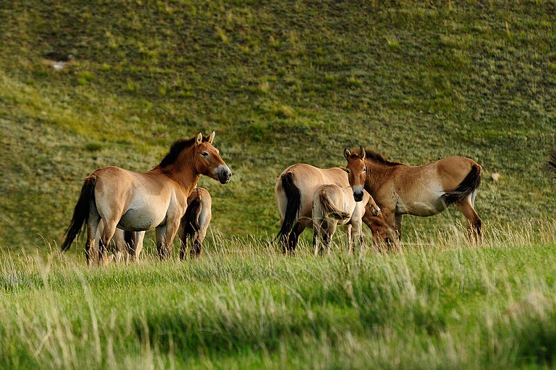 File:Takhi – Wild horse.jpg