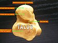 Talus – donja strana