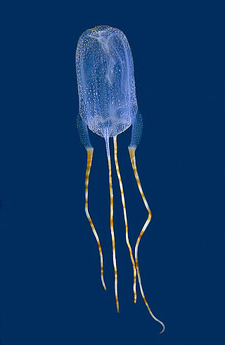 <i>Tamoya</i> Genus of jellyfishes