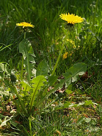 Dandelion (Taraxacum officinale) contains a large number of pharmacologically active compounds, and has been used for centuries as an effective laxative and diuretic, and as a treatment for bile or liver problems. Taraxacum plant.jpg