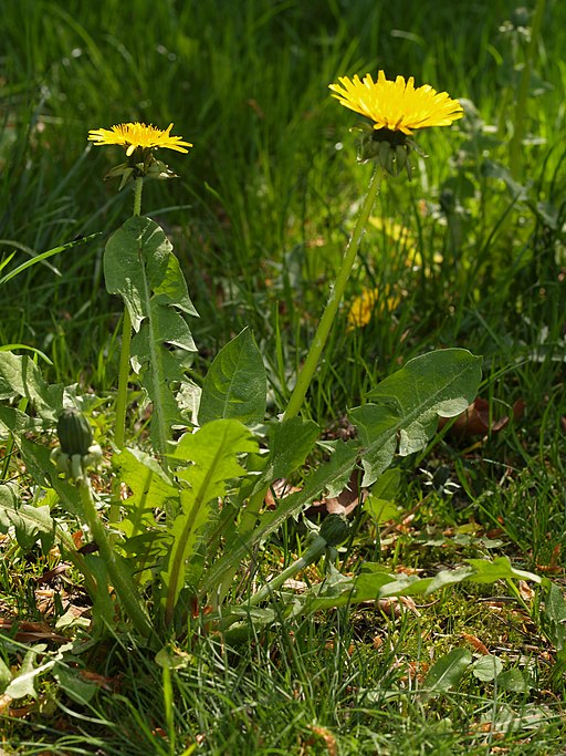 Taraxacum plant