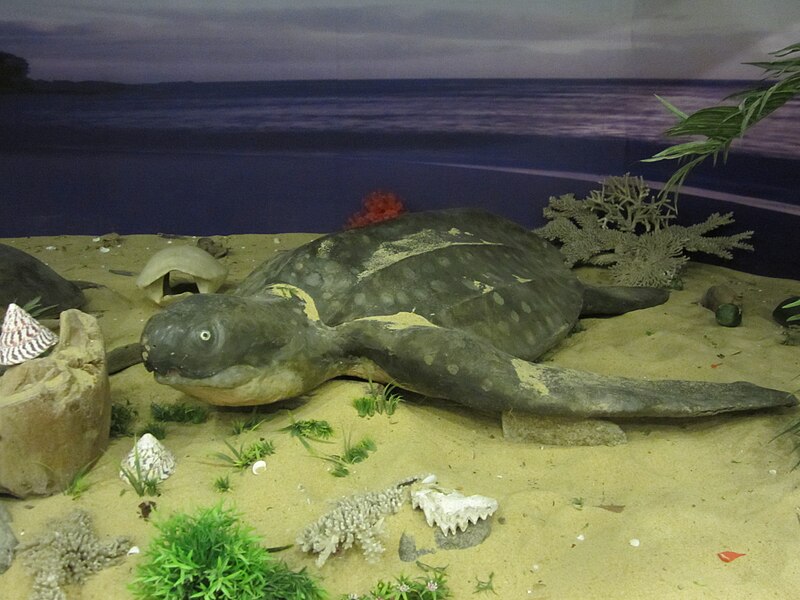 File:Terengganu Turtle Museum (17582888708).jpg