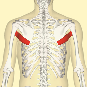 Teres major muscle back.png