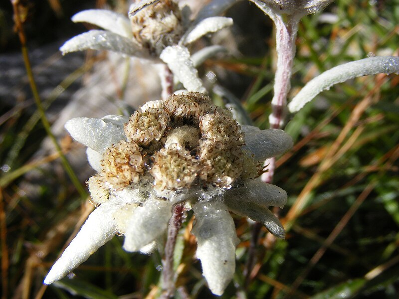 File:Teun Spaans DSCF8074 Edelweiss.JPG