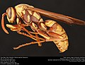 Миниатюра для Polistes apachus