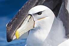 Shy Albatross (Thalassarche cauta) portrait, East of the Tasman Peninsula, Tasmania, Australia