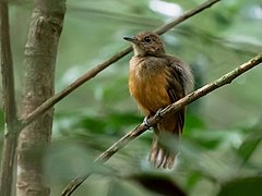 ♀ Thamnomanes caesius