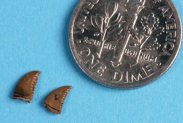 Teeth from South Dakota assigned to T. formosus, with a US dime coin for scale, Children's Museum of Indianapolis